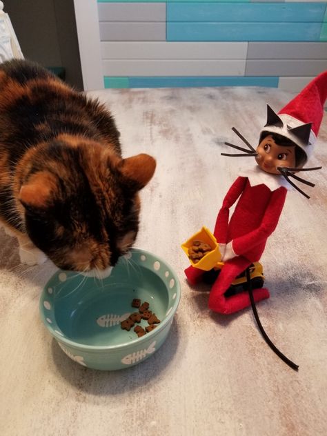 Elf On The Shelf Ideas With Cats, Elf On The Shelf Cat Ideas, Elf Cat, Elf On Shelf Ideas, Elf Activities, Cats Photos, Cat Shelves, Elf On Shelf, Cute Cats Photos