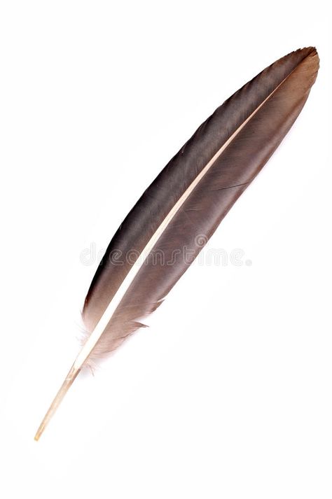 Eagle feather. Isolated on white background , #sponsored, #feather, #Eagle, #Isolated, #background, #white #ad Eagle Feather, Eagle Feathers, Background White, Stock Photography Free, Drawing Ideas, Eagles, White Background, Stock Images, Birds