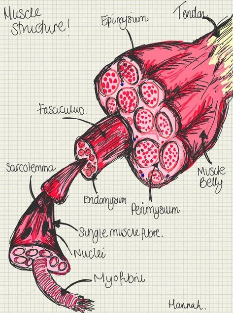 Muscles Diagram, Muscles Anatomy, Muscle Structure, Study Biology, Medical School Life, Basic Anatomy And Physiology, Nurse Study Notes, Nursing Student Tips, Biology Facts