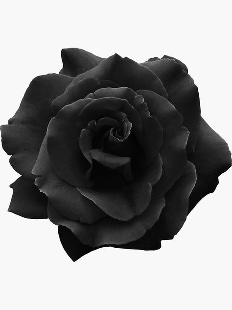 Single Large High Resolution Black Rose. Sticker for Sale by O O|#tattoo #handtattoo #tattoos #rosetattoo #tattoorose 639 Rose Sticker, Black Rose, High Resolution, Roses, Resolution, Art Print, Tattoos, High Quality, White