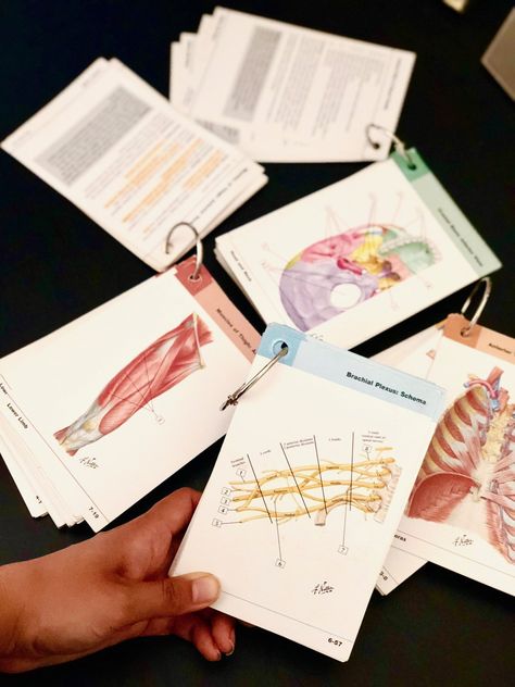 The 10 Best Resources to Learn and Master DPT School Anatomy — Breanna Spain Blog Learn Anatomy Drawing, Basil Aesthetic, How To Draw Anatomy, Muscular Anatomy, Learn Anatomy, Anatomy 101, Draw Anatomy, Anatomy Flashcards, Medical Notes