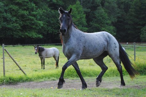 Blue Roan Horse, Wild Bunch, The Wild Bunch, Pinto Horse, The Stables, Blue Roan, Horse Dressage, All About Horses, Clydesdale