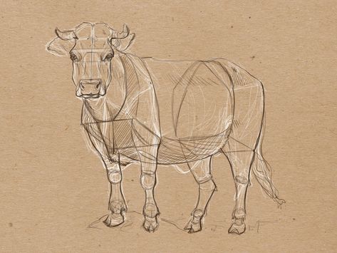 Cow Anatomy Drawing, Cow Sketch, Scenery Drawing For Kids, Cow Drawing, Dog Anatomy, Cow Pictures, Layered Art, African Art Paintings, Animal Study