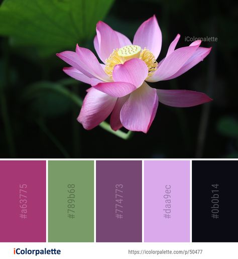 Color Palette ideas from 172 Lotus Images | iColorpalette Lotus Flower Color Palette, Lotus Color Palette, Flower Color Palette, Lotus Flower Colors, Lotus Image, Layered Soap, Color Palette Ideas, Sacred Lotus, Aquatic Plant