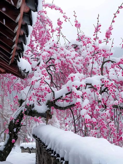 Snowy Flowers, Pretty Flowers Pictures, Cherry Blossom Wallpaper, Aesthetic Core, Magical Winter, Cool Backgrounds Wallpapers, Pretty Pics, Landscape Photography Nature, Scenery Nature