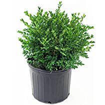 Check this out! Pruning Incrediball Hydrangea, Velvet Boxwood, Green Velvet Boxwood, Evergreen Flowers, Home Garden Plants, Planting Shrubs, Leaf Coloring, Flowering Shrubs, Evergreen Shrubs