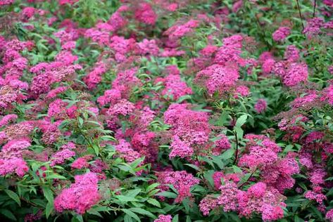 Japanese Spirea, Plants For Clay Soil, Spirea Bush, Clay Soil Plants, Spiraea Japonica, Fragrant Garden, Planting Shrubs, Garden Shrubs, Clay Soil