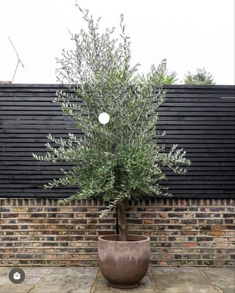 Large Olive Tree In Pot, Front Door Trees In Pots, Plants In Large Pots, Beautiful Small Gardens, Olive Trees In Pots, Front Door Plant, Outdoor Kitchen Deck, Olive Tree In Pot, Garden Room Extension