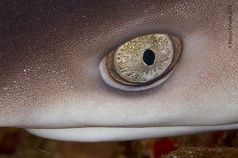 Shark eye Shark Refrences, Medusa Color, Shark Eyes, Animal Eyes, Eye Eye, Bigger Boat, Underwater Life, Painting Subjects, Shark Week