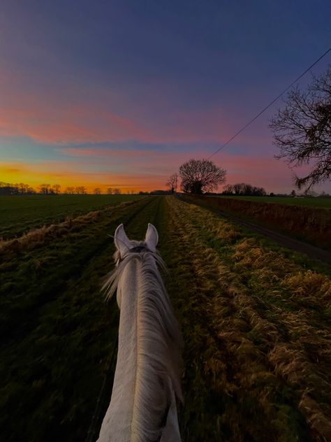 Horse Background, Hunter Jumper Horses, Horsey Life, Horse Riding Aesthetic, American Paint Horse, Cute Horse Pictures, Horse Profile, Horse Riding Equestrian, Horse Wallpaper