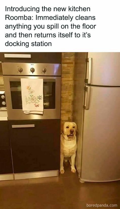 Hilarious-Cute-Dog-Memes-Galore Cute Dog Memes, Hiding Spots, Best Vacuum, Clean Humor, Wholesome Memes, Funny Animal Memes, School Humor, Dog Memes, Edgy Memes