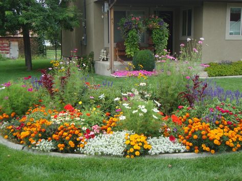 Penstemon, Cosmos, Salvias and so much more! Cosmos Landscaping, Pioneer Living, Suburban Homestead, Wildflower Landscape, Start Gardening, Perennial Gardens, Gardening Backyard, Landscape Gardening, Cosmos Flowers