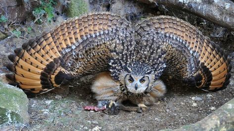 reat horned owl defensive stance #mental_wildlife  The great horned owl (Bubo virginianus), also known as the tiger owl. It is an Eurasian Eagle Owl, Owl Species, Owl Wings, Awesome Owls, Wings Wallpaper, Owl Pet, Owl Pictures, Great Horned Owl, Beautiful Owl