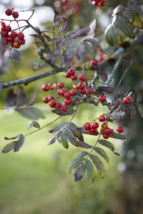 Sorbus tree by Britt Willoughby Dyer Sorbus Tree, Rowan Berry, Ash Leaf, Hawthorn Tree, Plants Uk, Rowan Tree, Winter Berries, Berry Bushes, Mountain Ash