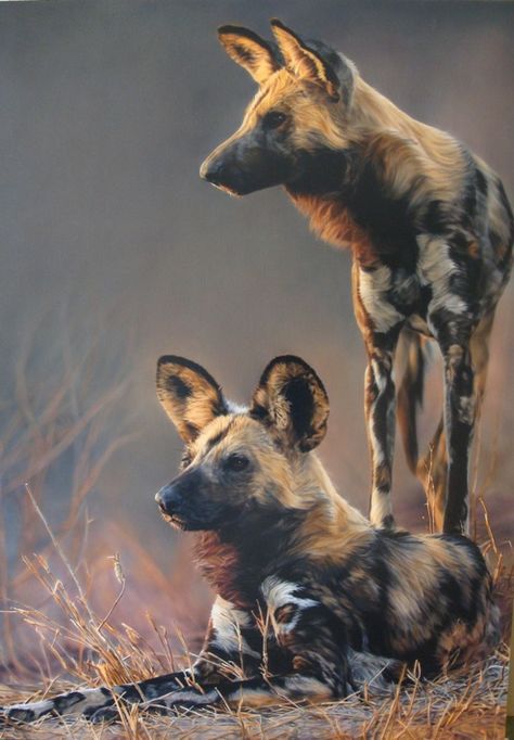 Africa Wildlife, Wild Dog, African Wild Dog, Into The Wild, African Wildlife, Wild Dogs, Wildlife Animals, African Animals, Dog Paintings