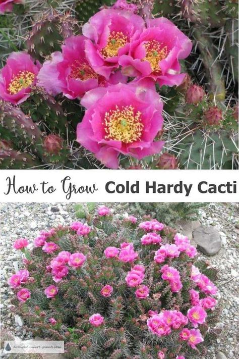 Diy Cactus Soil, Best Soil For Christmas Cactus, Cactus Mix Potting Soil, Cruel To Be Kind, Golden Barrel Cactus Landscapes, Cold Hardy Cactus, Hardy Succulents, Compost Tea, Wildflower Garden