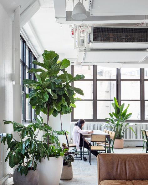 In 2018 Michael Hsu Office of Architecture contacted Greenery NYC to consult on the biophilic design of Shake Shack's New York City headquarters. The reception desk features an automated grow system with smart connected irrigation controls within a Uhuru designed planter that houses a lush collection of plants under grow lights. Throughout the office ten foot tall trees and statement floor plants are incorporated into the interior design to create a work space with a relaxed and welcoming vibe. Biophilic Office Design, Office Greenery, Office Planters, Biophilic Office, Lush Collection, Michael Hsu, Planter Designs, Plants Office, Interior Design Plants