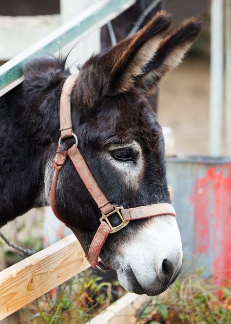 1000+ Amazing Farm Animals Photos Pexels · Free Stock Photos Donkey Pics, Animals In The Bible, Donkey Images, Farm Animal Paintings, Cute Donkey, Farm Photography, A Donkey, The Donkey, Animal Photo