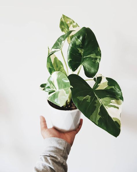 Alocasia Macrorrhiza, Variegated Alocasia, Princess Philodendron, Plant Goals, White Princess, Pretty Plants, Plant Mom, Green Life, Plant Collection