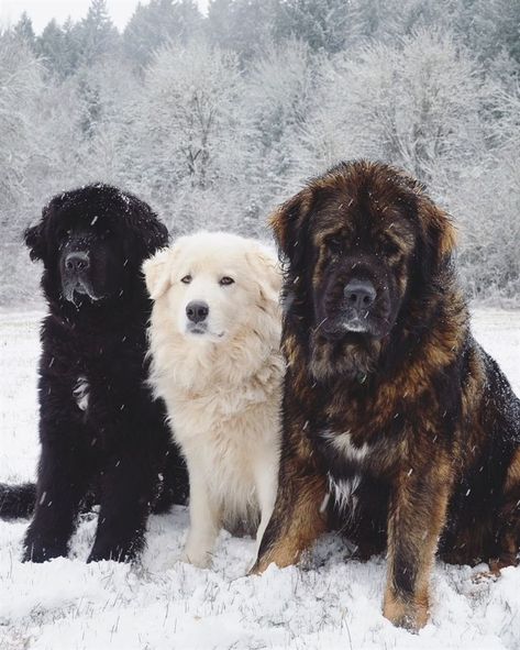 Leonberger Dog, Pyrenees Mountains, Pyrenees Puppies, Great Pyrenees Puppy, Big Dog Breeds, Great Pyrenees Dog, Farm Dogs, Great Pyrenees, The Zoo