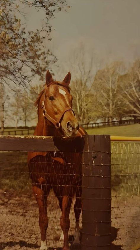 Photos From The 90s, 80s Cowboy, Secretariat Horse, Tom Brown, Cowboy Life, Triple Crown Winners, Famous Horses, Gorgeous Horses, Race Horse