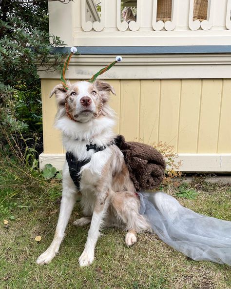 Dog dressed as a snail for Halloween using a rolled up knit scarf as a shell and a veil of silver fabric as a slime trail. Pipe cleaner antennas with glued on Googley eyes Snail Costume Diy, Unique Dog Costumes, Diy Dog Halloween Costumes, Diy Dog Costume, Snail Costume, Pet Parade, Shimmery Fabric, Easy Diy Costumes, Diy Dog Costumes