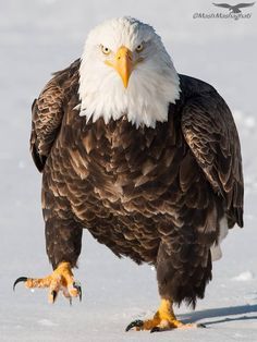 Aigle Royal, Eagle Images, Eagle Wallpaper, Eagle Pictures, Eagle Art, American Bald Eagle, Bald Eagles, An Eagle, Bird Photo