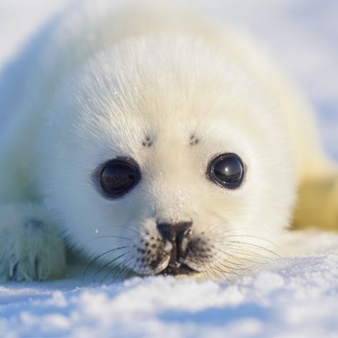 Harp Seal Pup, Baby Harp Seal, Harp Seal, Cute Seals, Seal Pup, Baby Seal, Foto Baby, Silly Animals, Cute Little Animals