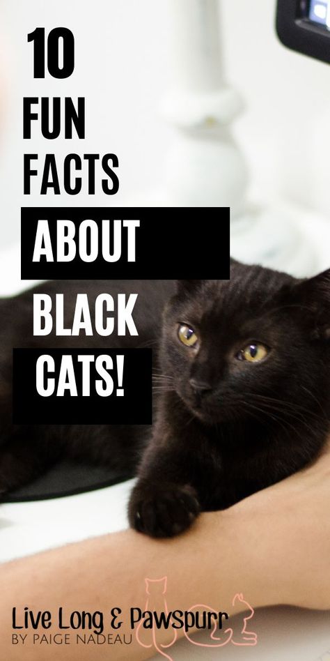 10 Fun Facts about Black Cats black cat black cat facts all about cats black kittens black kitten facts Black Cat Personality, Black Cat Adoption, Black Cat Breeds, Black Cat Superstition, All Black Cat, 10 Fun Facts, Cute Personality, Facts About Cats, Cat Advice