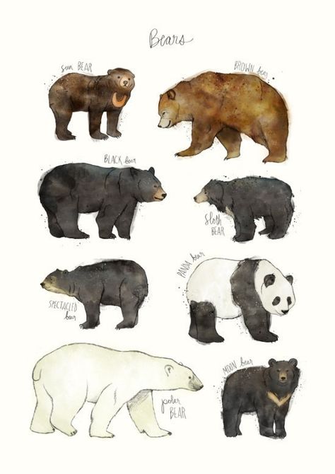 A print that asks the question “Which bear is best?” | 31 Beautiful Posters That Will Teach You A Damn Thing