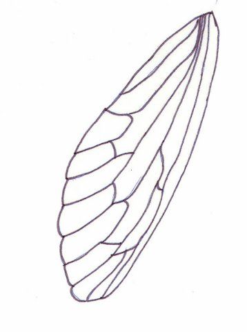 Cicada wing Cicada Wings Drawing, Cicada Wings Tattoo, Cicada Wing Tattoo, Cicada Drawing, Cicada Art, Cicada Wings, Mother Earth Art, Shrink Plastic Jewelry, Insect Wings