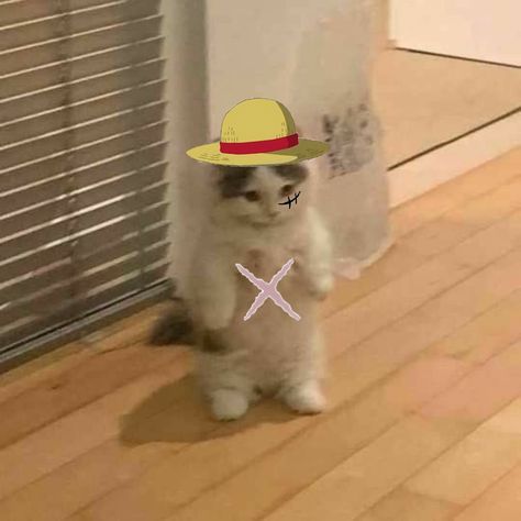 Luffy Cat Pfp, One Piece Bounties, Anime Kitten, Photo Polaroid, Cat Profile, Cat Pfp, One Piece Meme, Anime Smile, Cute Bunny Cartoon