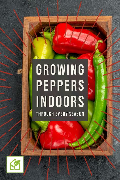 When it comes to indoor gardening, only a few things are as versatile as the pepper plant. Whether sweet, hot, green, or red, peppers can add a touch of sophistication and flavor to any dish. So, learning about growing peppers indoors is an excellent idea for any indoor gardener or would-be chef. Grow Peppers Indoors, How To Grow Peppers Indoors, Growing Green Peppers, Hot Peppers Plants, Growing Hot Pepper, Grow Peppers, Growing Peppers, Pepper Plant, Mini Sweet Peppers