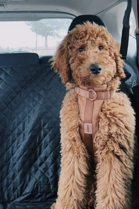 Medium Doodle Dog, Full Size Goldendoodle, Medium Golden Doodle Full Grown, Chocolate Goldendoodle Puppy, Goldendoodle Medium Size, Medium Golden Doodle, Medium Goldendoodle Full Grown, Golden Doodle Full Grown, Tan Goldendoodle