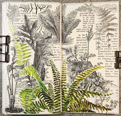 Constance Rose, Forest Journal, Rose Collage, Botanical Journal, Basford Enchanted Forest, Cute Scrapbooks, Glue Book, Garden Journal, Sketchbook Pages