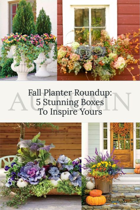 Fall Planter Roundup | What Do You Put In A Planter In Fall? | Fall Window Boxes | Fall Window Boxes Ideas | Fall Planters | Fall Planter Ideas | Fall Plants For Pots | Fall Planter Ideas Front Porches Porch Urns, Planter Box Designs, Fall Window Boxes, Pumpkin Tree, Boxes Ideas, Ornamental Cabbage, Dried Hydrangeas, Fall Planters, Fall Front Porch Decor