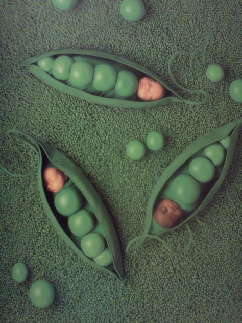 Three peas in their pod Nostalgia Photography, Anne Geddes, Princess And The Pea, Pea Pods, Creative Posters, Cool Baby Stuff, Baby Photography, Baby Photos, Small Pets