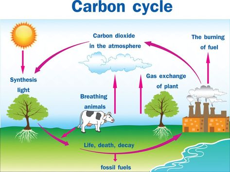 Gardening Basics: Carbon Cycle and Carbon Sequestration - KidsGardening Carbon Cycle Diagram, Carbon Dioxide Cycle, The Carbon Cycle, Cycle Drawing, Krebs Cycle, Nitrogen Cycle, Carbon Cycle, Carbon Sequestration, Water Cycle