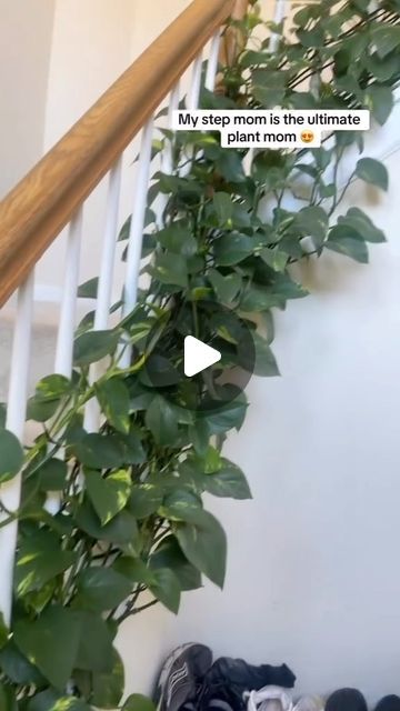 Pothos Climbing Ideas, Pothos Climbing, Plant Goals, Pothos Plant, Never Underestimate, Plant Life, Railing, House Plants, Love This