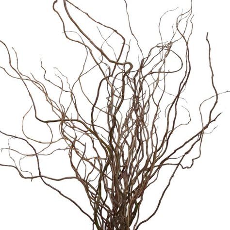 Spooky Bouquet, Curly Willow Branches, Canopy Decor, Faux Branches, Flower Identification, Curly Willow, Wedding Notes, Willow Branches, Winter Woodland