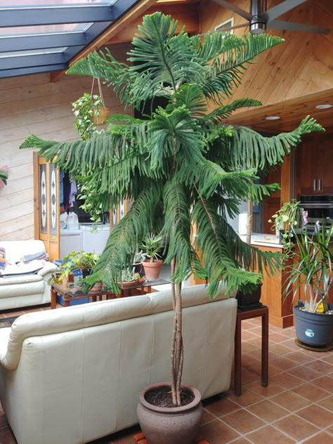 Potted Christmas Tree: Norfolk Island Pine Pictures to Win Your Heart Norfolk Pine Care, Norfolk Pine Tree, Norfolk Island Pine, Tall Indoor Plants, Potted Christmas Trees, Large Indoor Plants, Norfolk Pine, Plant Goals, Indoor Greenery