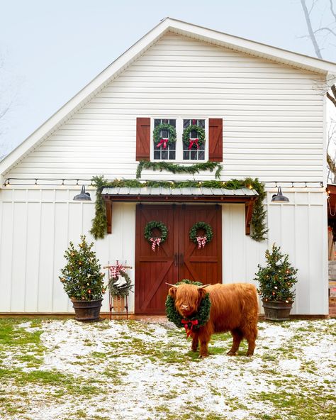 Instagram Chickens Laying Eggs, True Farmhouse, Highland Cow Christmas, Christmas In The Country, Christmas Highland Cow, Cow Photos, Winter Portraits, Pheasant Hunting, Cow Christmas