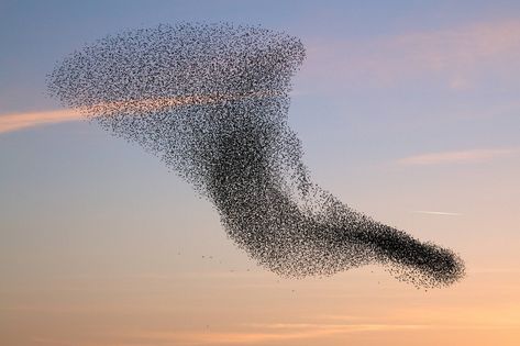 Murmuration Bird Migration, Free Desktop Wallpaper, Flock Of Birds, Bird Wallpaper, Wallpaper Free, Starling, Birds Flying, Love Birds, Birds In Flight