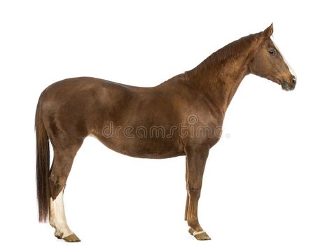 Side view of a Horse. In front of white background #Sponsored , #paid, #PAID, #view, #background, #white, #Side Horse Side View, View Background, Banner Printing, Background White, Facebook Image, Single Image, Pattern Drawing, Image Photography, A Horse