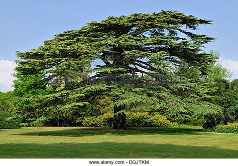 Old Lebanon Cedar (Cedrus libani) in the park of Osborne House, East Bowes, Isle of Wight, England, United Kingdom, - Stock Image Lebanon Tree, Cedrus Libani, Lebanon Cedar, Cedar Of Lebanon, Weird Trees, Tree Id, Cedar Trees, Unique Trees, Tree Hugger