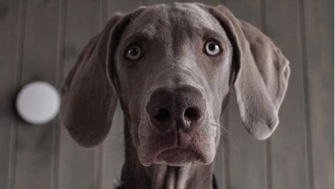 10 Reasons Why You Should Never Own Weimaraners – Page 3 – The Paws Weimaraner Funny, Weimaraner Puppies, Friendly Dogs, Weimaraner Dogs, Wish You Were Here, Weimaraner, Be A Nice Human, Hunting Dogs, 10 Reasons