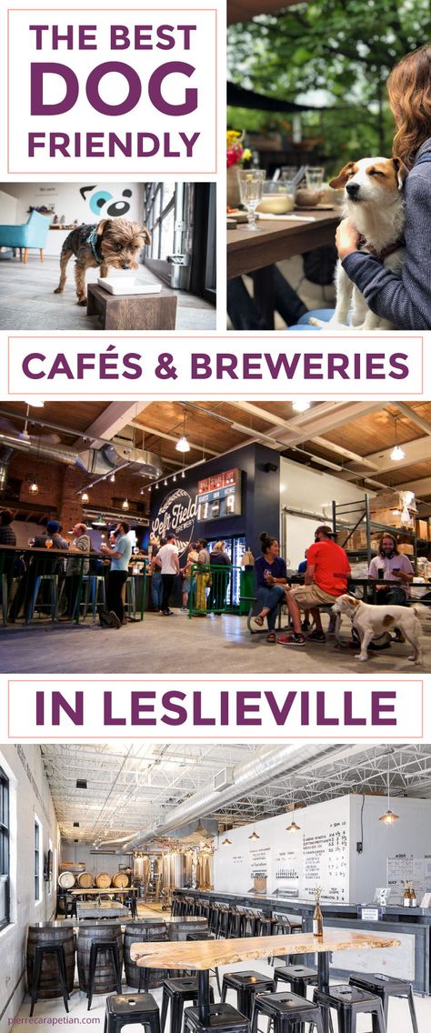 In Leslieville you don’t have to sacrifice your social life for your canine roommate. Here are Leslieville’s best dog-friendly cafes, breweries and patios. #dogfriendly #toronto #leslieville Dog Cafe Design Coffee Shop, Dog Cafe Ideas, Dog Cafe Design, Pet Cafe, Toronto Neighbourhoods, Big Red Barn, Farm Fresh Recipes, Country Barns, Dog Cafe