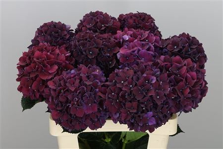 Magical Ruby Aubergine hydrangea Dark Hydrangea, Dark Purple Hydrangea, Deep Purple Hydrangea, Black Hydrangea, Hydrangea Bridal Bouquet, Purple Carnations, Wedding Flowers Hydrangea, Jeweled Bouquet, Plant Installation