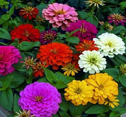 Zinnia Seeds, Zinnia Elegans, Grow From Seed, Flowers To Grow, Flower Garden Ideas, Zinnia Flowers, Proven Winners, Landscape Plants, Plant Spacing