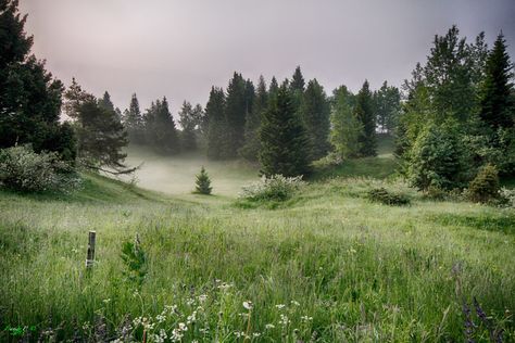 Pine Forest, Nature Aesthetic, Pretty Places, Green Aesthetic, Narnia, Mother Earth, Pretty Pictures, Beautiful World, Plein Air